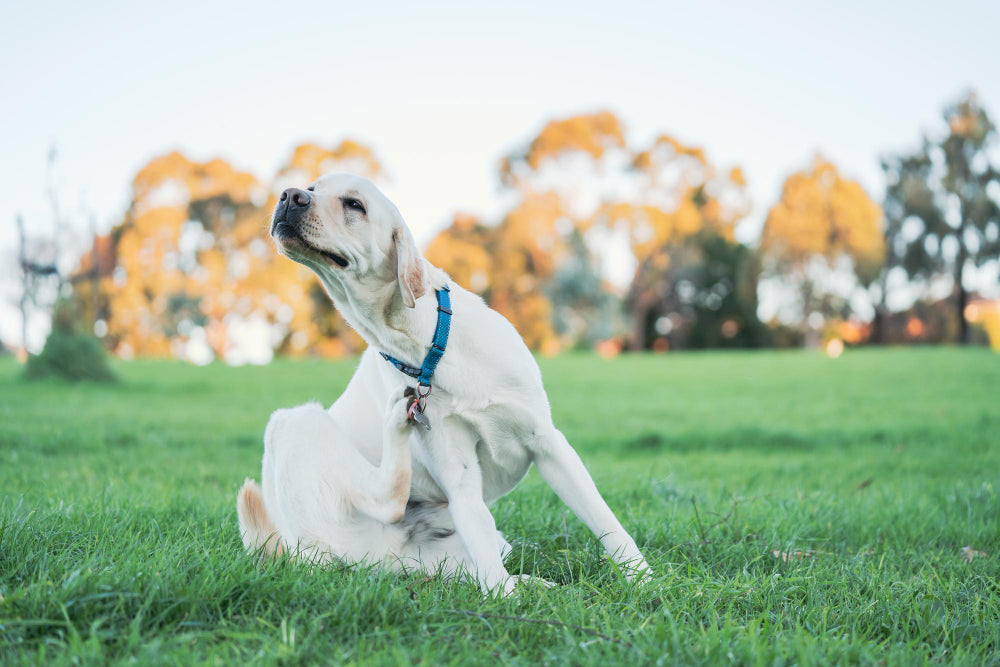Flea & Tick Prevention For Your Dog: Keeping Your Furry Friend Safe and Happy
