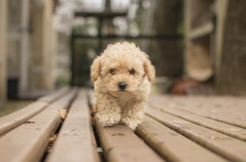 New Puppy in the House? Here's Your Ultimate Training Blueprint!