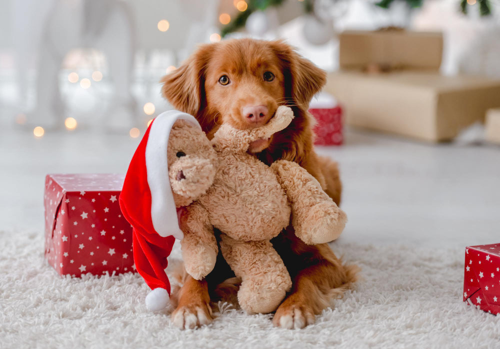 Season's Greetings: A Special Guide to Pet Safety During the Holidays!