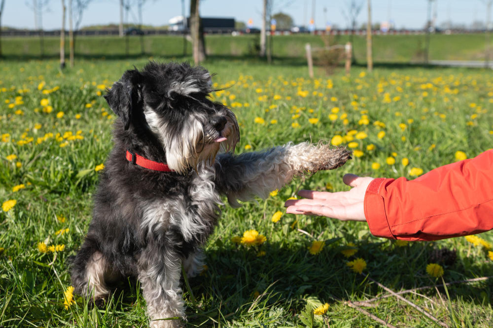 Unleash Harmony: Mastering Dog Behavior with Our Top Tips!