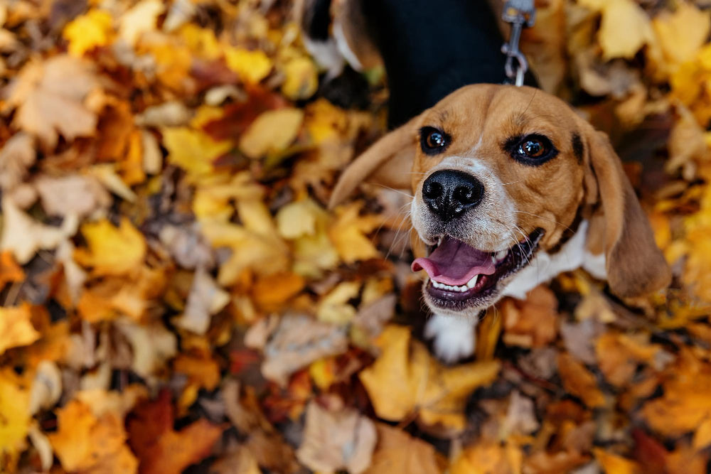 Healthy Autumnal Vegetables for Your Pet