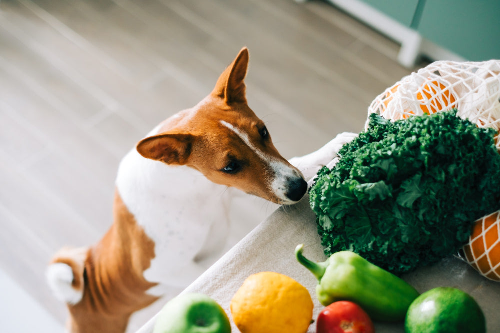 To Veg or Not to Veg: The Canine Diet Debate Unleashed