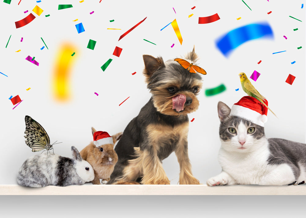 Transform Your Pet's Life in 2024: Exciting Resolutions Inside!