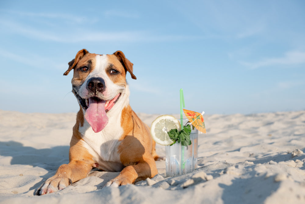 How to Protect Your Pets in Extreme Summer Conditions