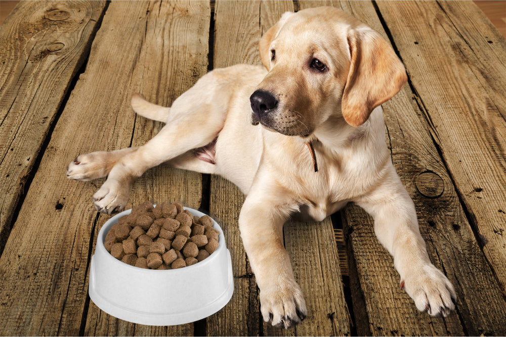 Unlock the Secrets of Dog Nutrition: A Guide to Different Dog Food Types