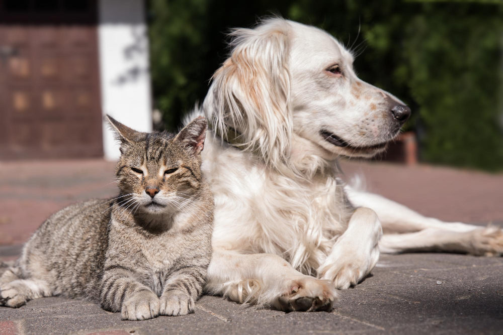 Unlock the Secrets to a Happy Senior Pet with Our Aging Gracefully Guide!
