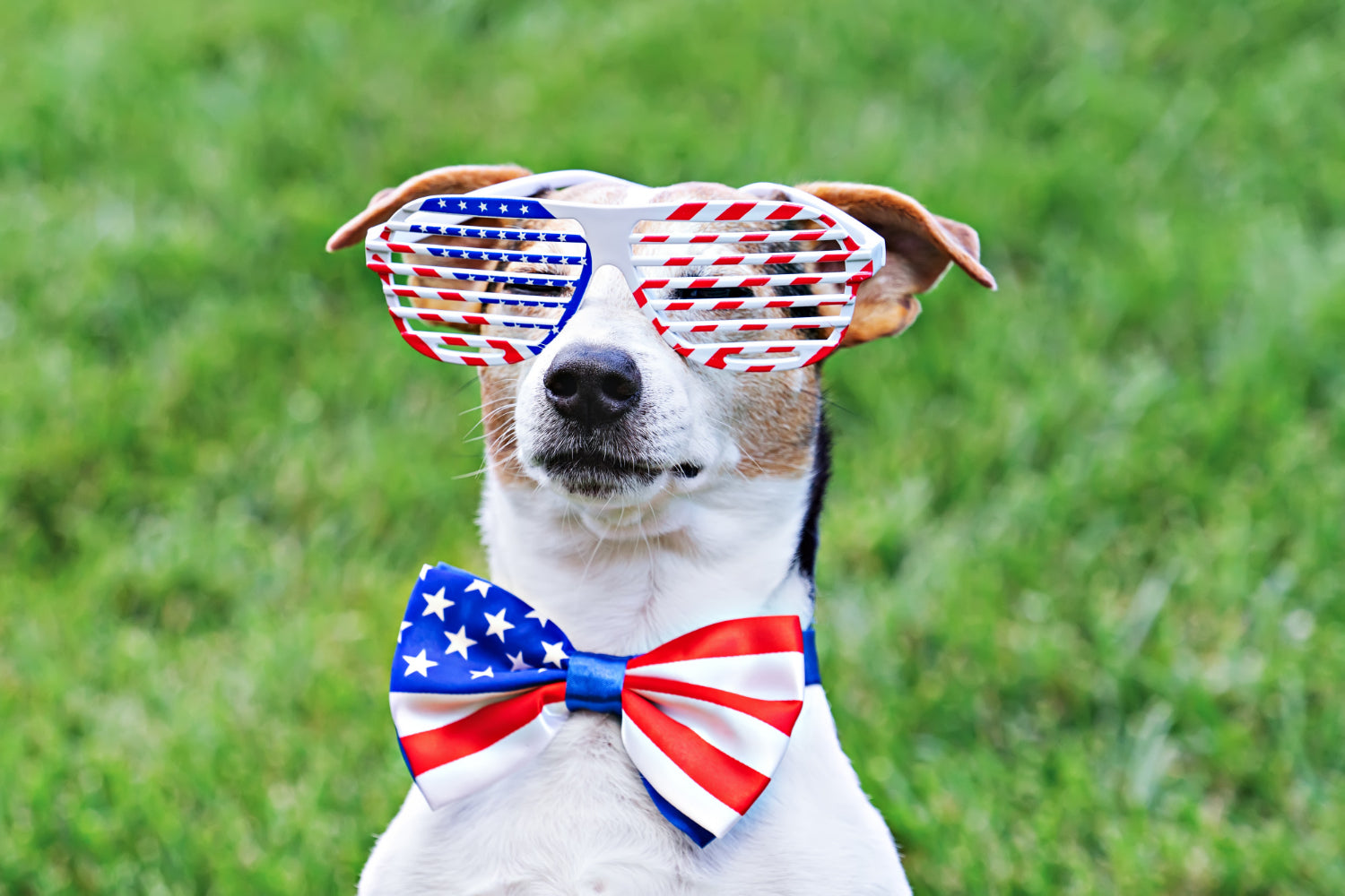 Protecting Your Pets During Fourth of July Fireworks
