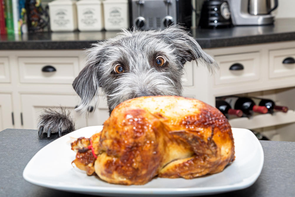 Thanksgiving Pet Safety: The Do's and Don'ts