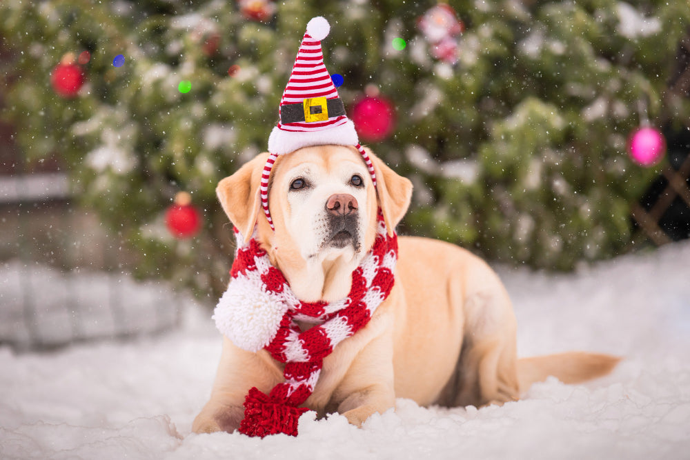 Unleash the Holiday Cheer: Discover the 12 Days of Dogmas!