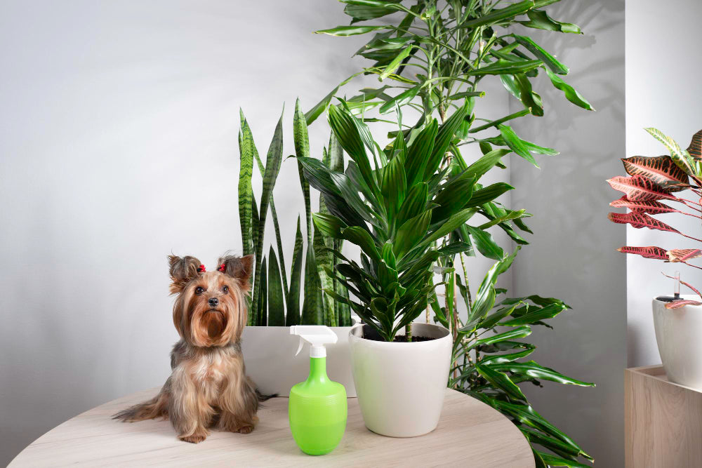 Pet-Owner's Guide to Plants: Pet-Friendly, Toxic and Poisonous