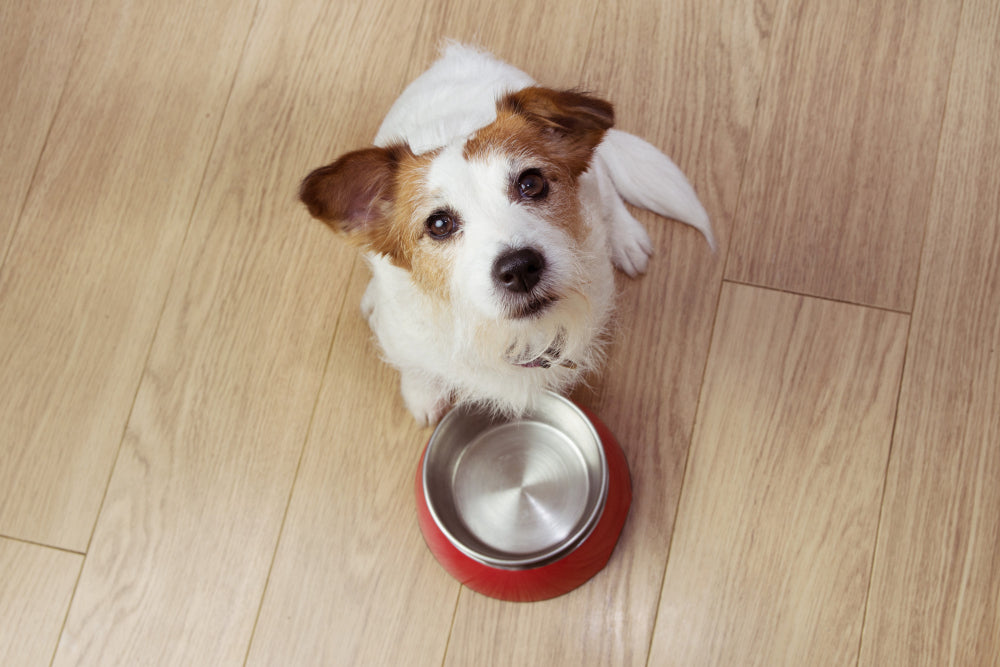 Can Dogs Eat Cat Food? Here's What You Need To Know