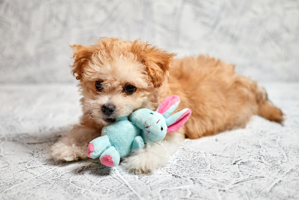 The Squeak Behind the Obsession: Decoding Your Dog's Favorite Toy