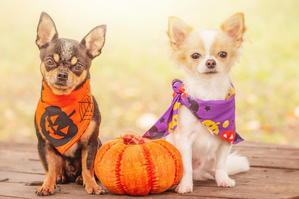 Paws and Pumpkins: Ensuring a Safe Halloween for Your Furry Friends