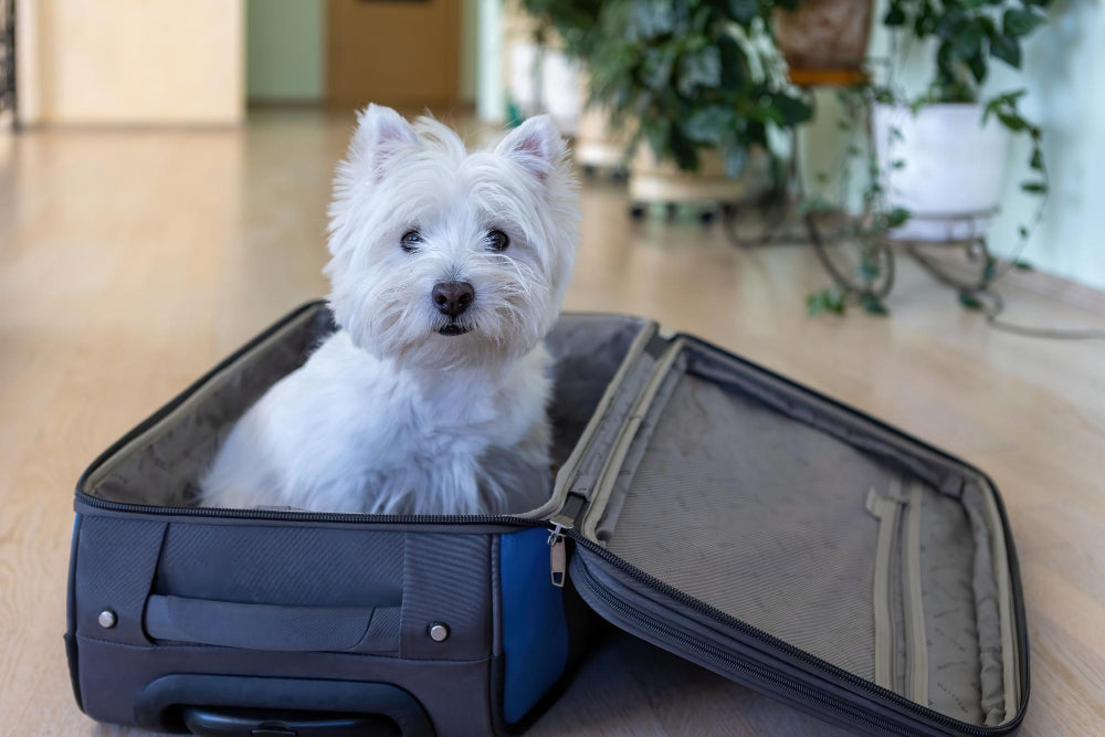 Vacation Planning with Your Pet in Mind: Choosing the Best Option