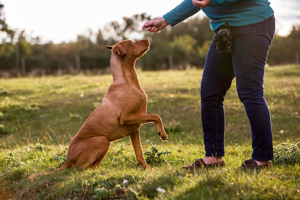 National Train Your Dog Month: 10 Essential Tips