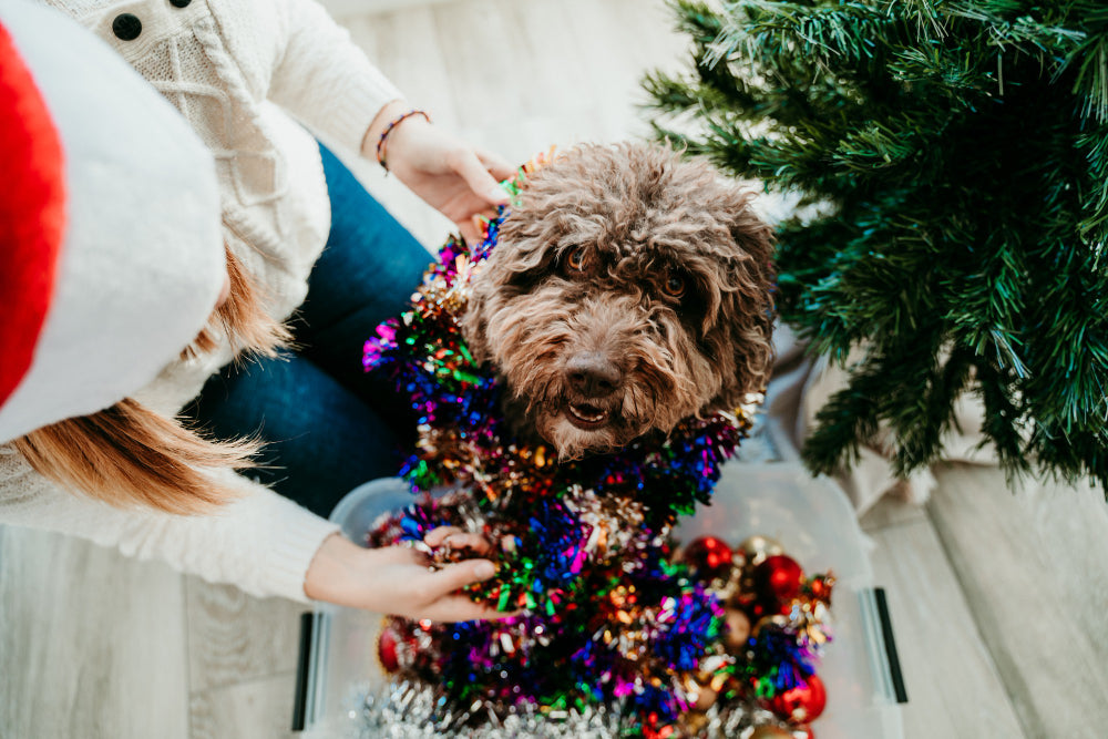 How to Enjoy the Holidays with Your Pets and Guests